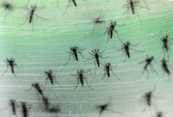 Male Aedes albopictus mosquitoes