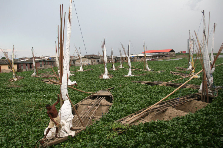 Invasive plant water hyacinth