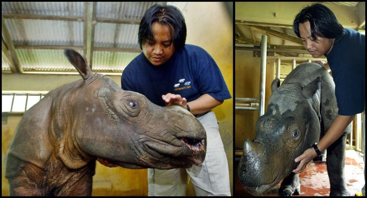 Wild Sumatran Rhinoceros