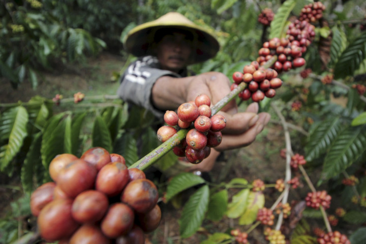 Coffee farmer 