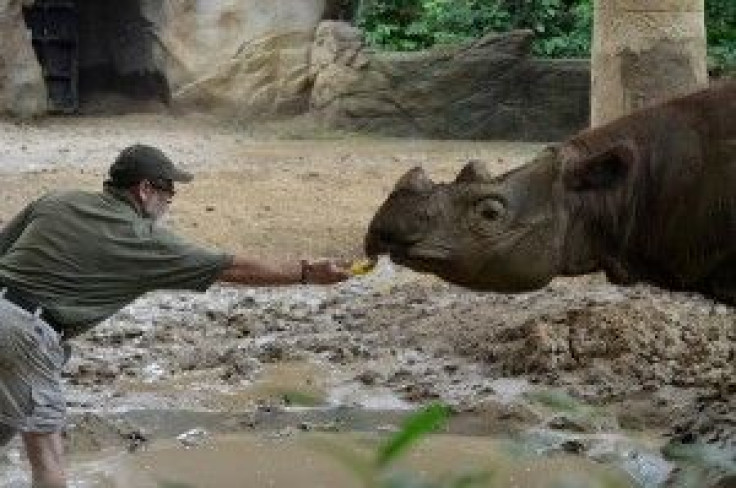 Harapan,the last Sumatran rhino in US