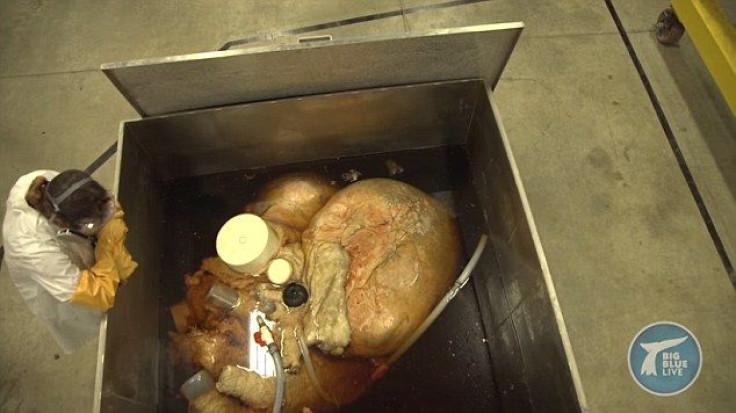 World's largest blue whale heart