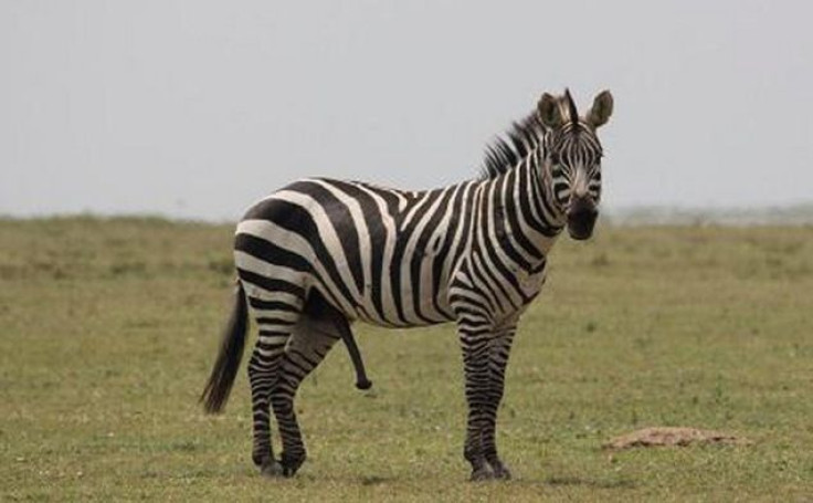 Zebra with an erect penis