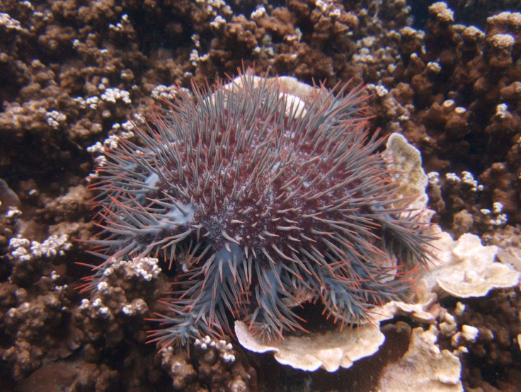  Crown-of-thorns starfish