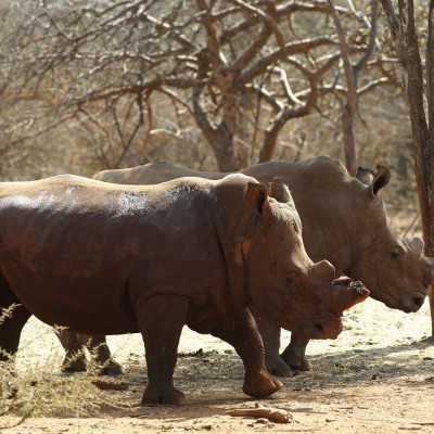 Limpopo Wild Animals