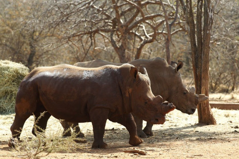 Limpopo Wild Animals