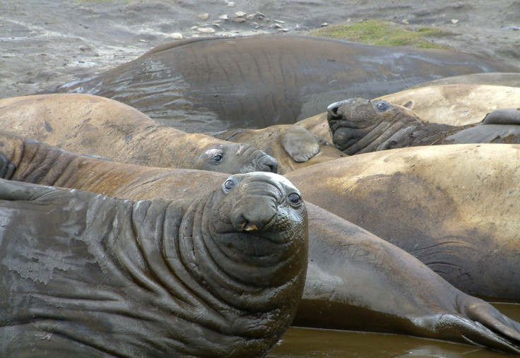 Elephant seals