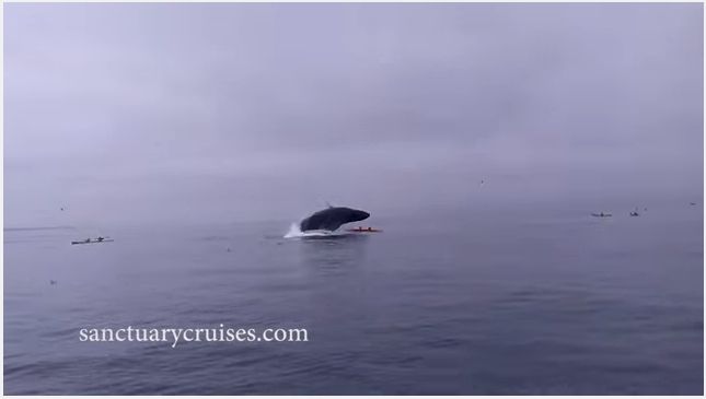 This Week S Viral Video Humpback Whale Breaches Shocks Kayakers In California Watch Video