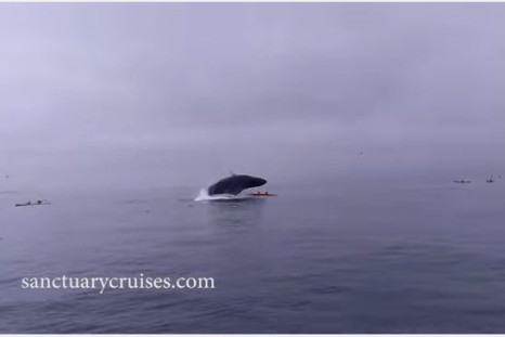 Humpback whale breaches, shocks kayakers 