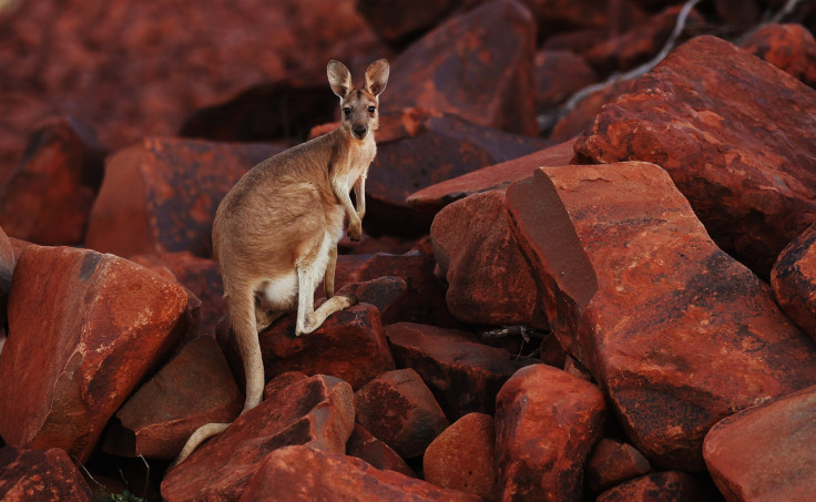 Kangaroo cousin