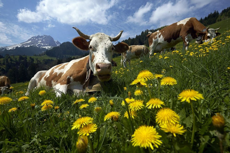 Dandelions