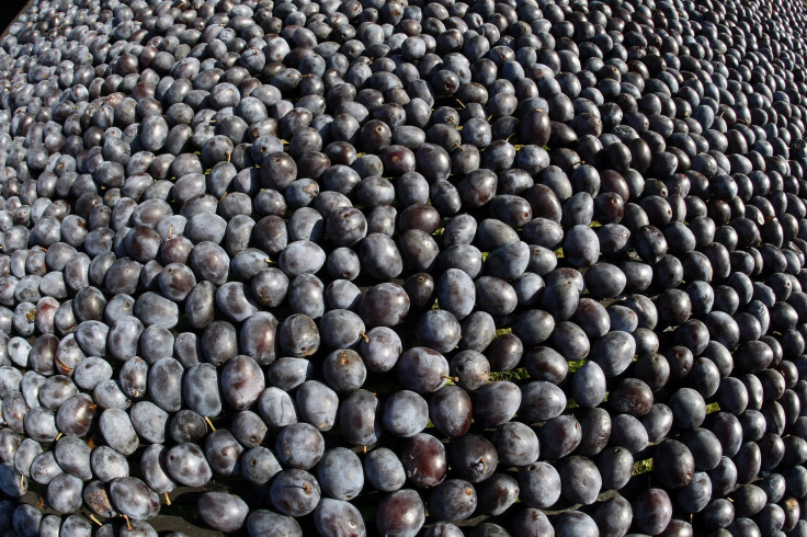 Plums for drying