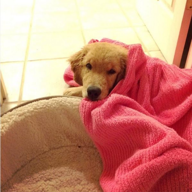Brady the Golden Pup snuggling in a pink towel after jumping in the shower