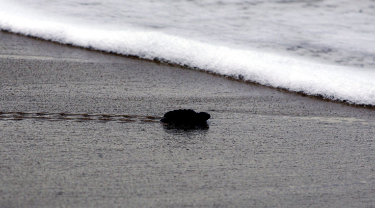 Hawksbill sea turtle