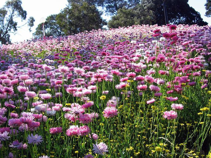 640px-Flowers,_Kings_Park,_Perth