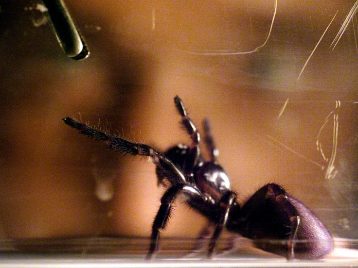 Funnel-Web Spider