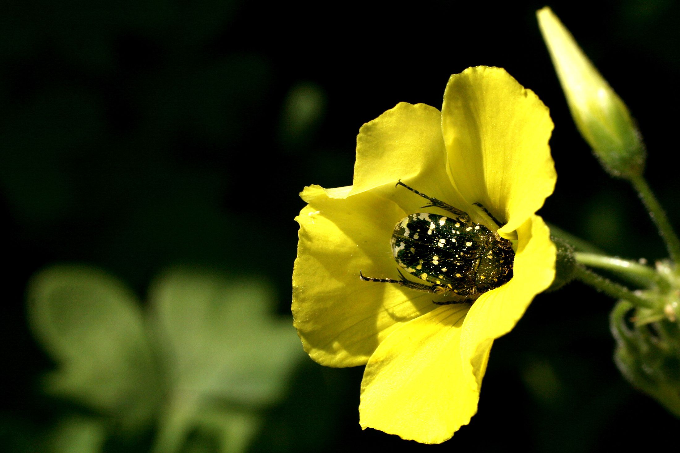 study-more-than-half-of-australians-don-t-consult-doctor-for-hay-fever