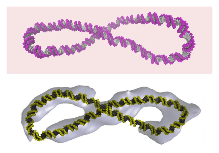 DNA