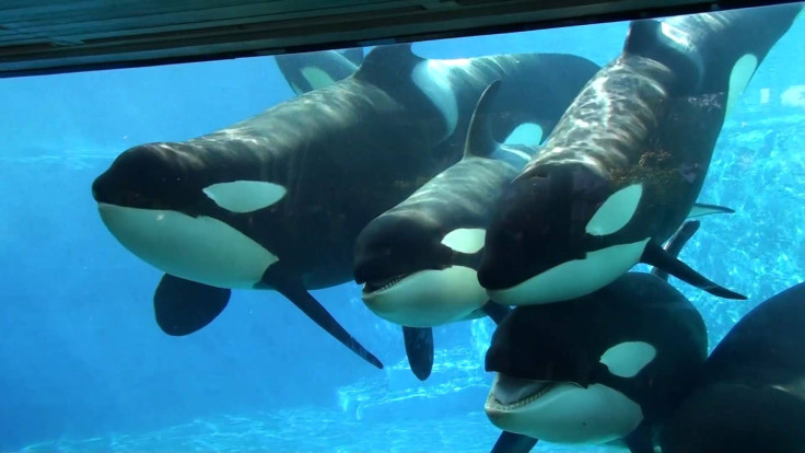 SeaWorld Can Expand and Build More Tanks for Orcas