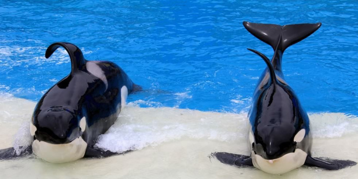 SeaWorld Can Expand and Build More Tanks for Orcas BUT Breeding is Prohibited