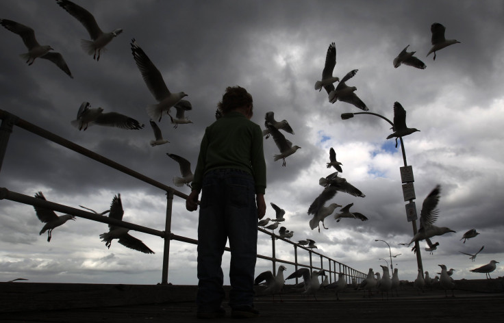 Child feeds birds