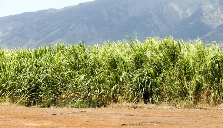 Hawaii Sugarcane