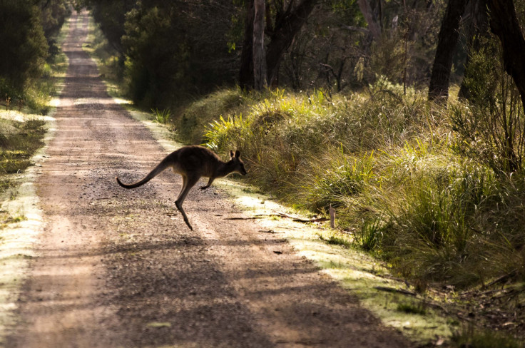 Crossing paths with Kangaroo's on one of the trails at Lysterfield Park.