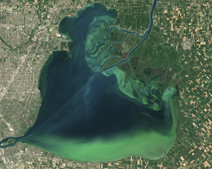 Blue-Green Algae