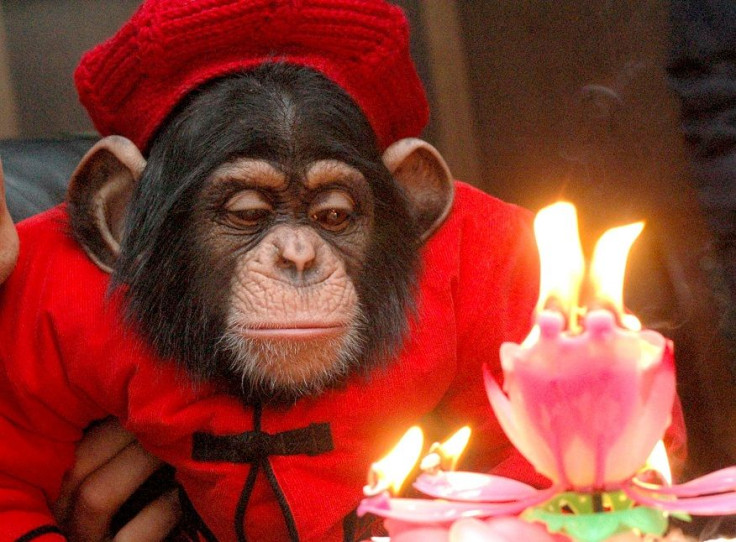 A chimpanzee named 'Wanxing' looks at a birthday cake and candles at a wild animal garden in Hefei, east China's Anhui province, December 6, 2005. Wanxing is one-year-old.