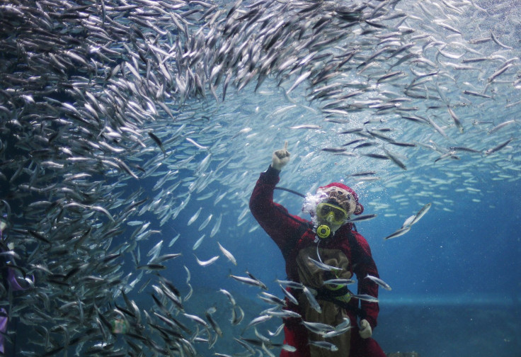 Diver dressed in monkey costume for the Chinese Lunar New Year