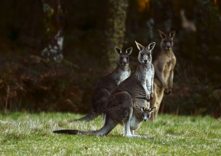 Kangaroos