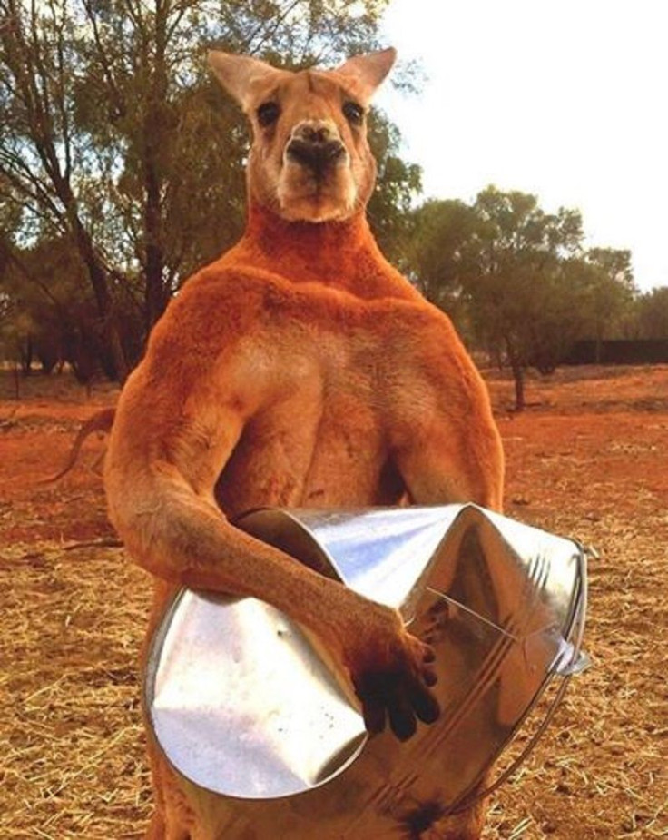 Muscled Kangaroo Roger