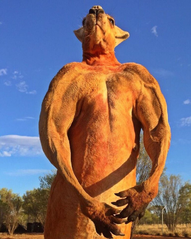 Muscled Kangaroo Roger2