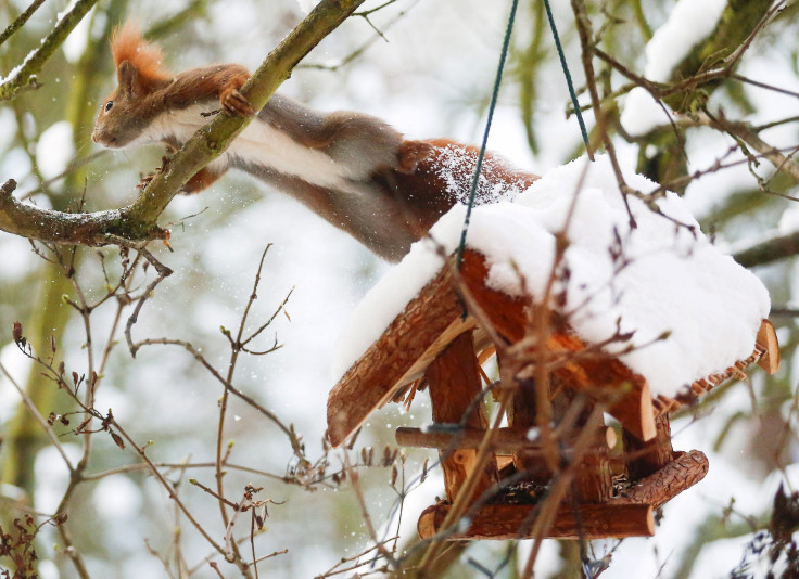 Squirrel