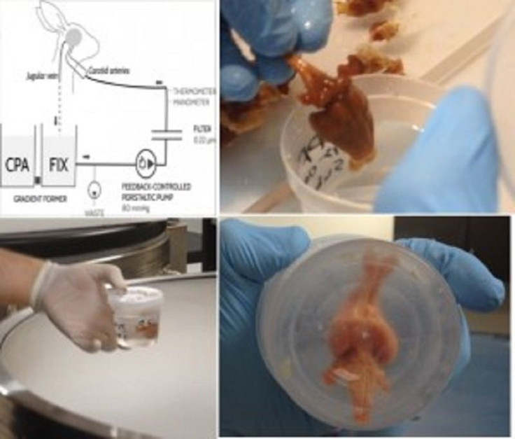 Rabbit Brain Frozen