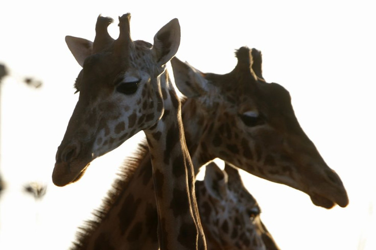 Giraffes 