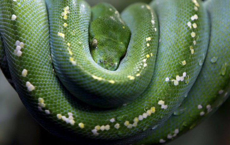 Green Tree Python