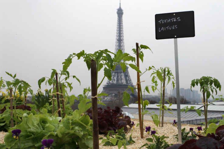 Rooftop Garden