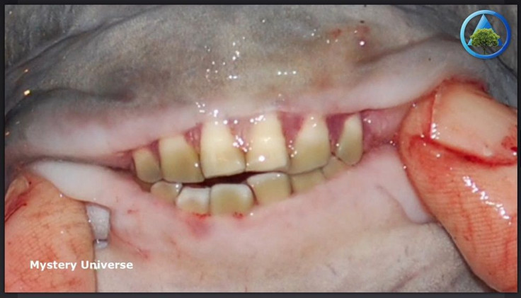 Pacu Teeth