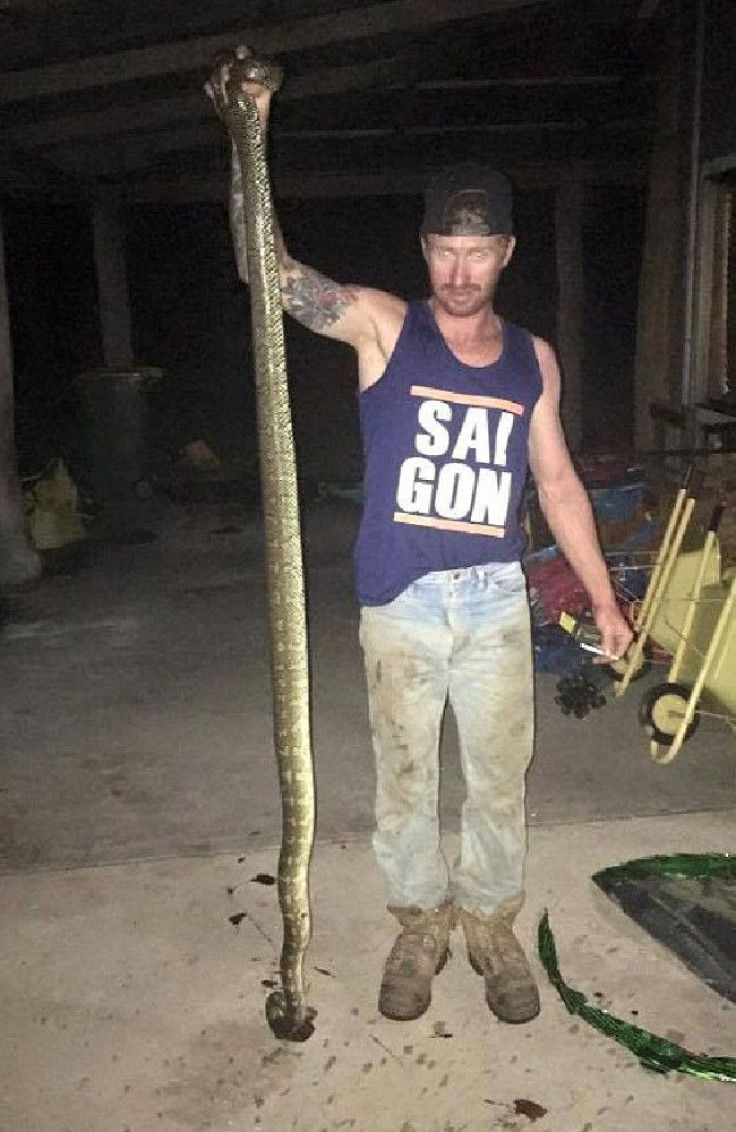Aussie Snake