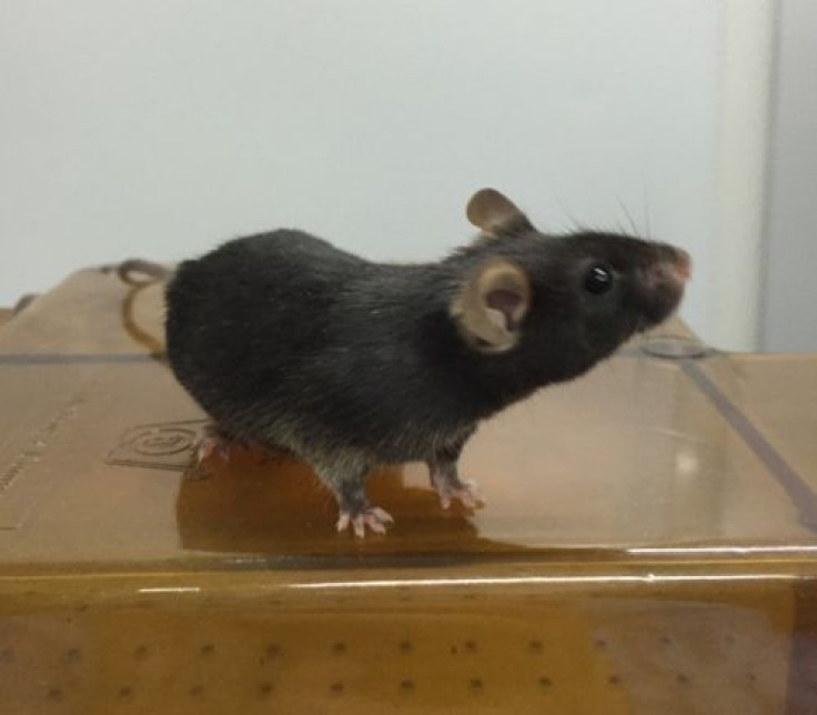 Lab Mouse Produced from Artificial Sperm