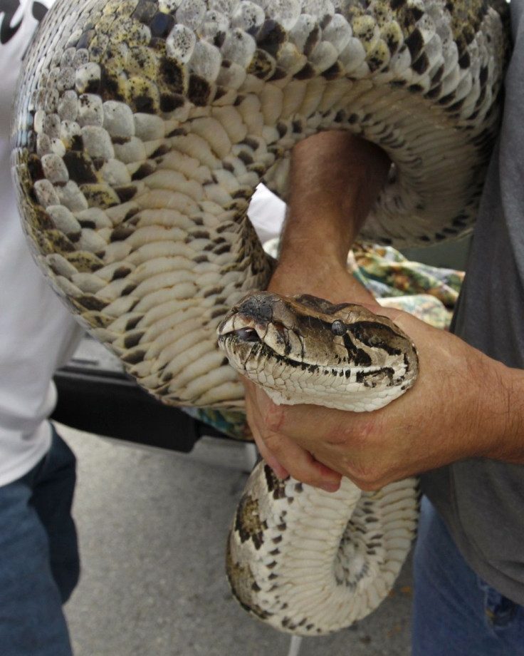 Burmese Python