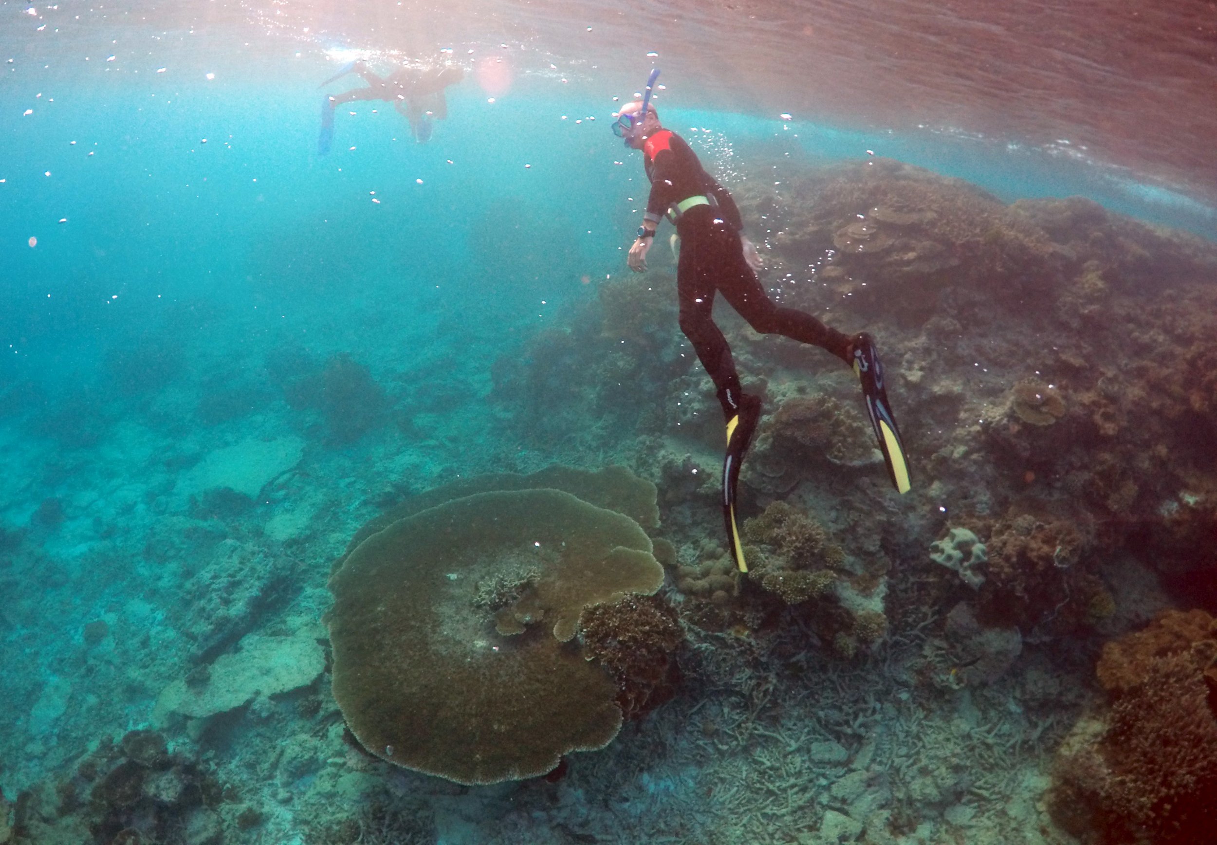 The Great Barrier Reef and El Niño: Bleaching poses severe extinction ...