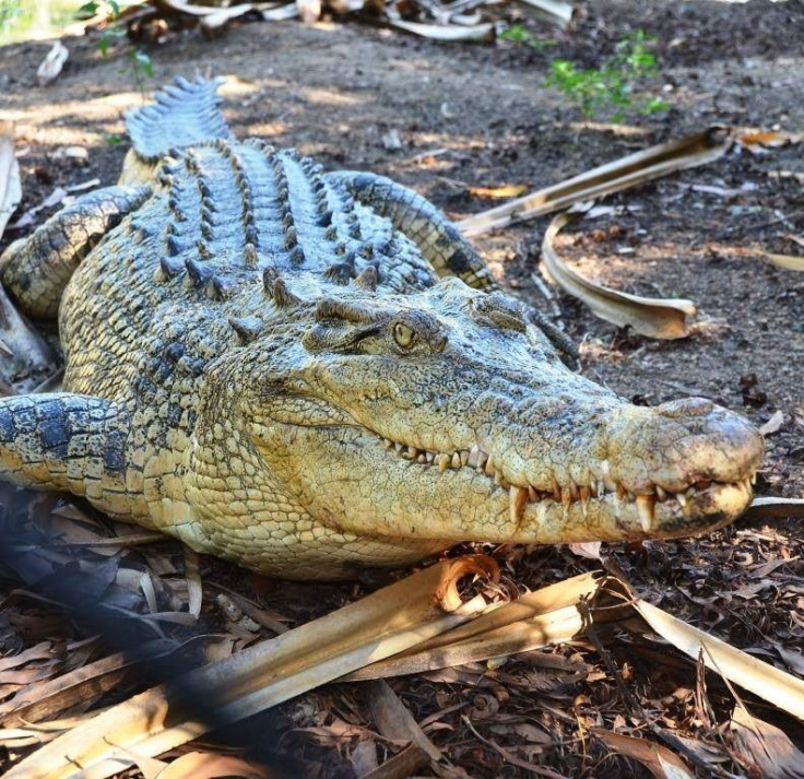 Female Croc