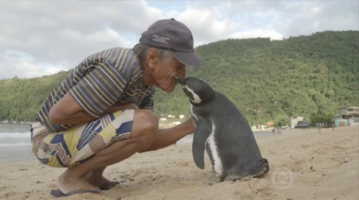 Old Man & Penguin 2