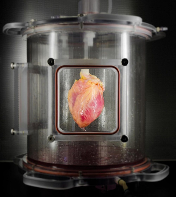 Heart inside Bioreactor