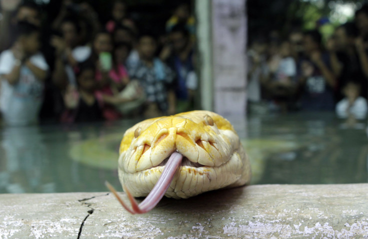 Albino Python "Cheesecake"