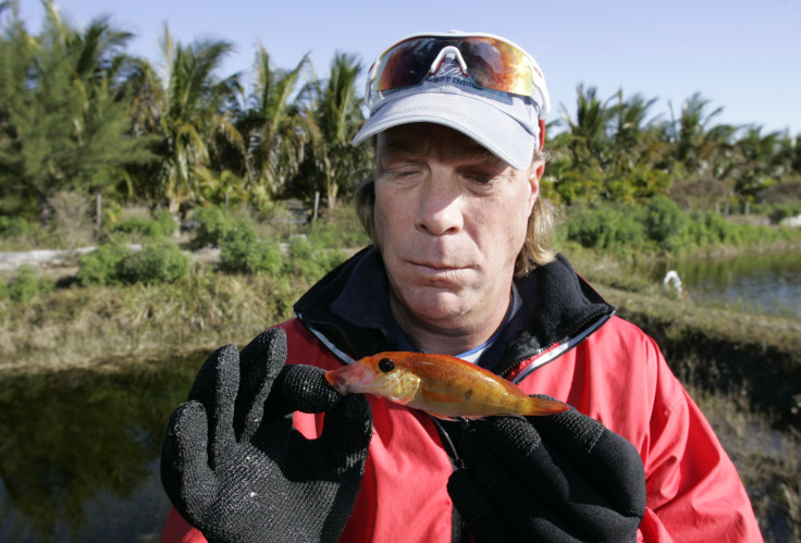 Cichlid fish