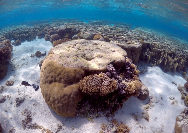 The Great Barrier Life