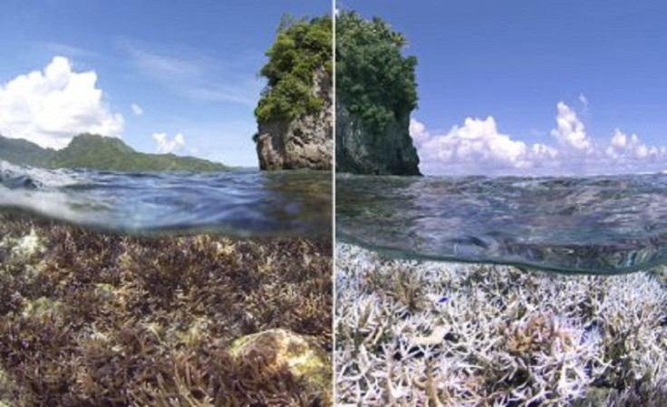 Coral Bleaching